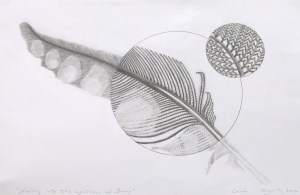 Carole's magnification drawing