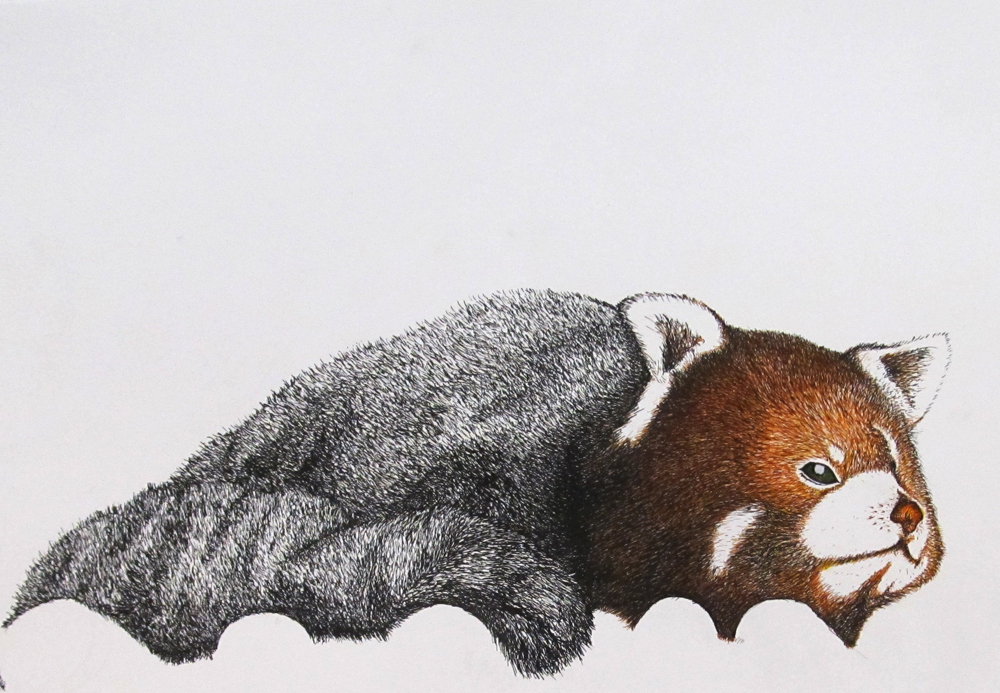 David's bear drawing